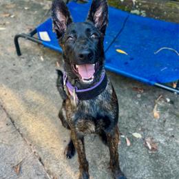 Oakley - Black brindle female Dutch Shepherd puppy in Auburn, Georgia from Faberge Hollandse Herdershond