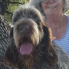 Caro (car - oh) - Spinone Italiano