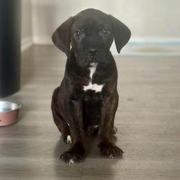 Miracle - Chestnut brindle female Cane Corso puppy in Haslet, Texas from Trained To Go Corso Kennels (T.T.G. Corso Kennels)