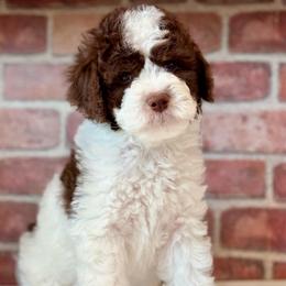 Red - Parti male Goldendoodle puppy in Hesperia, Michigan from Red Acres Poodles & Doodles