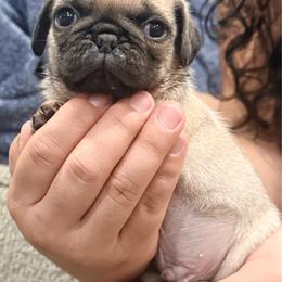 Baby boy 1 - Fawn male Pug puppy in Chula Vista, California from House of Pugs and French BullDogs