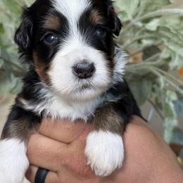 Slogan - Tri-color male Bernedoodle puppy in Yuciapa, California from AlltheDoodlez_