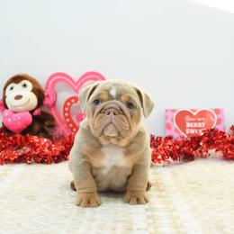 Rambo - Lilac tri-color male Bulldog puppy in Lewisberry, Pennsylvania from Salted Rim Corgis
