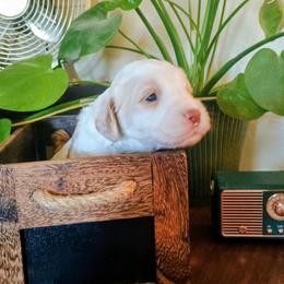 Sally - Caramel female Australian Labradoodle puppy in Atascadero, California from Classic Poodles and Doodles