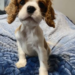 Cavalier King Charles Spaniel Puppies from Sunset Valley Cavaliers