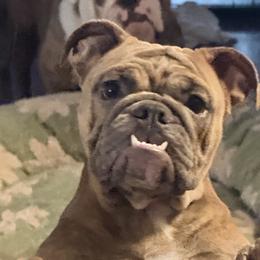 Sugar - Bulldog