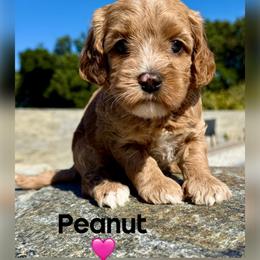 Peanut - Apricot female Australian Labradoodle puppy in Sacramento, California from Delta Breeze Labradoodles