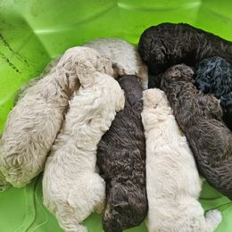 Poodle Puppies from Alisha's Poodles