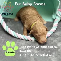 Zinnia - Apricot female Goldendoodle puppy in Michigan from Fur Baby Farms