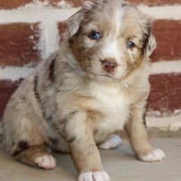 Miniature Australian Shepherd and Toy Australian Shepherd Puppies from TK Mini & Toy Aussies