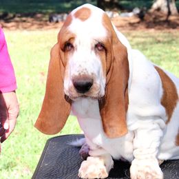 Ivana - Red and white Basset Hound puppy in Morton, Mississippi from Magnolia Basset Hounds