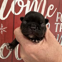 Chocolate - Liver female French Bulldog puppy in Smithfield, North Carolina from Roughneck Frenchies