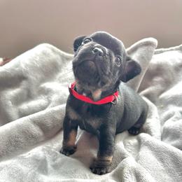 Bessie from OFA'd parents - Black and tan female French Bulldog puppy in Billings, Montana from Montana Made Frenchies