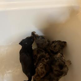Dachshund Puppies from Birkin’ Paws