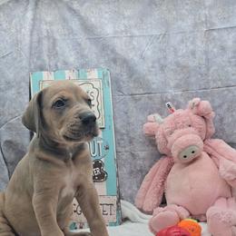 Igor - Blue male Great Dane puppy in Caldwell, Idaho from Miner's Dynamic Danes