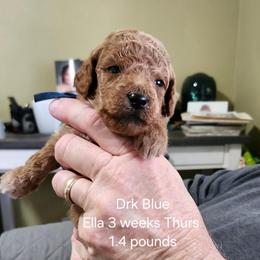 Dark blue collar Ella - Apricot female Goldendoodle puppy in Fairmount, Indiana from Capens' Doodles,Poodles and Poo's