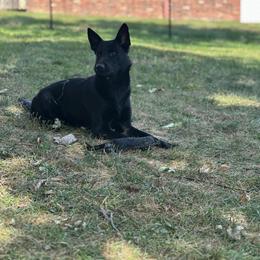 German Shepherd All Grown Up from Haus Brächen German Shepherds