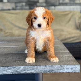 Ravenna - Red female Bernedoodle puppy in Millersburg, Ohio from T Sanctum