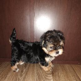 Lady - Black and tan female Morkie puppy in Lapeer, Michigan from Puppy Kisses