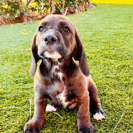 Luka - Brown and white male Cocker Spaniel puppy in Santa Ana, California from American Cocker Spaniel