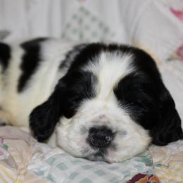 Spruce - Black and white male English Springer Spaniel puppy in Lexington, South Carolina from House Tiner Springers
