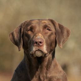 Labrador Retrievers from Lazy M Labradors