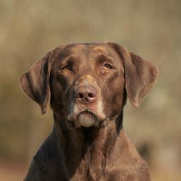 Labrador Retrievers from Lazy M Labradors