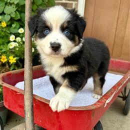 Star - Black tri-color female Australian Shepherd puppy in Blomkest, Minnesota from Meljestic Farms