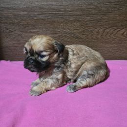 Girl 1 - Gold female Shih Tzu puppy in Meadows Of Dan, Virginia from Walt’s Shih Tzus