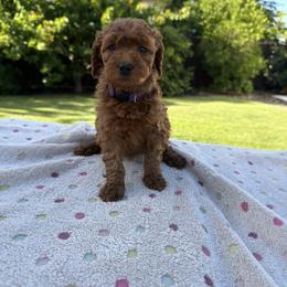 Purple - Red  female Goldendoodle puppy in Citrus Heights, California from Tanya's Goldendoodles