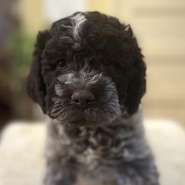 Siena - Brown roan Lagotto Romagnolo puppy in Santa Fe, New Mexico from Raven Meadow Ranch
