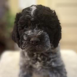 Siena - Brown roan Lagotto Romagnolo puppy in Santa Fe, New Mexico from Raven Meadow Ranch