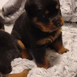 Girl 5 - Black and mahogany Rottweiler puppy in Tucson, Arizona from Vertrag Rock Rottweiler