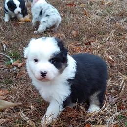 Australian Shepherd Puppies from Scarlet Oak Aussies