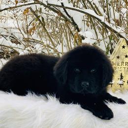 Newfoundland Puppies from Dyer Lake Newfoundland’s