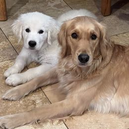 Maude - Golden Retriever