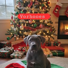 Vorhooes - Gray brindle male Cane Corso puppy in Hampstead, New Hampshire from Durgin Hollow
