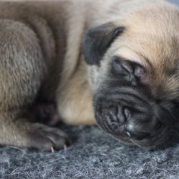 Mastiff Puppies from Fire Creek Mastiffs