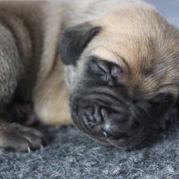 Mastiff Puppies from Fire Creek Mastiffs