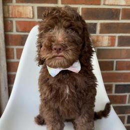 Pancake - Chocolate male Goldendoodle puppy in Pulaski, Tennessee from Doodle My Heart