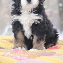 Bernedoodle Puppies from Richardville Hunde