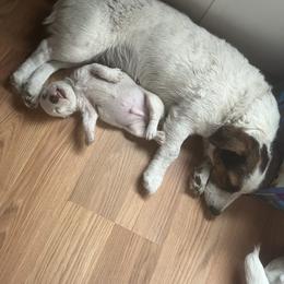 Border Collie and Jack Russell Terrier Puppies from CP FARMS BORDER COLLIES N JACKS CORP