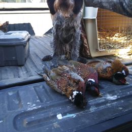German Wirehaired Pointer All Grown Up from Osborne’s Wirehairs