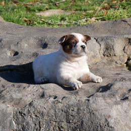 Roses - Red mottled female Australian Cattle Dog puppy in Buffalo Valley, Tennessee from Buffalo Valley Breeders