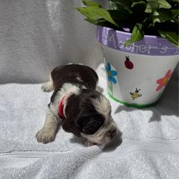 Red Collar Boy - Liver white and roan male English Springer Spaniel puppy in Collins, Georgia from English Springer Spaniels at Lands Lodge