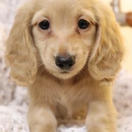 Skye - Cream female Dachshund puppy in Nolensville, Tennessee from Boothe’s Dachshunds