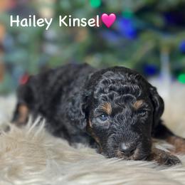 Hailey Kinsel - Black phantom female Aussiedoodle puppy in Lancaster, Minnesota from Finney Ranch