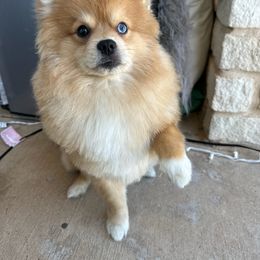 Pomeranian and Pomsky All Grown Up from Southern Poms of Texas