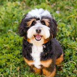 Aussiedoodles, Australian Mountain Doodles, and Bernedoodles from Cottonwood Creek Doodles