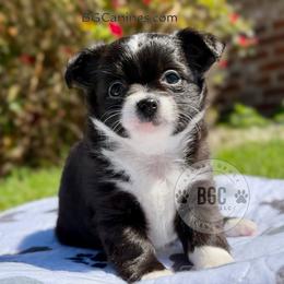 Ace 4000 - Black and white female Chihuahua puppy in Forsyth, Georgia from Brooks Grove Canines LLC